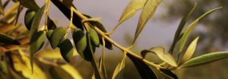 Olivegevity