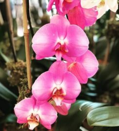 JEROME FLORISTS